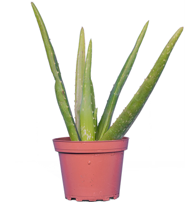 Aloe Vera (S)